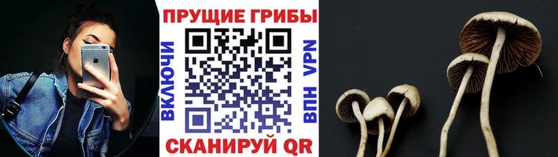 Псилоцибиновые грибы мицелий  Пушкино 